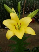 [5049 Frans Hals No01.JPG]